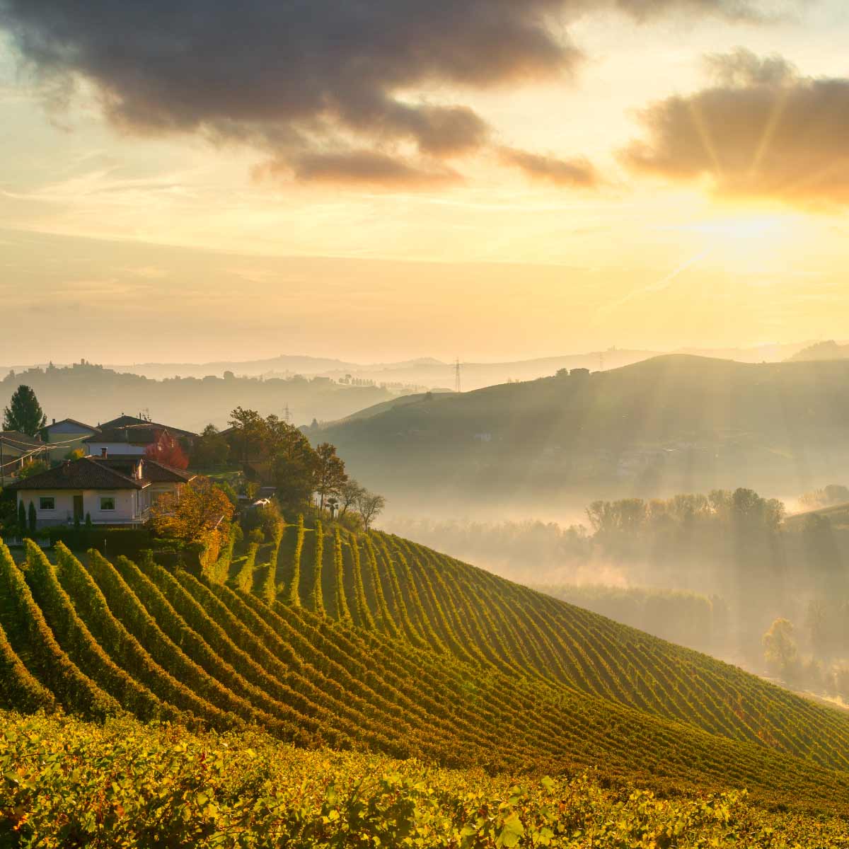 vineyards of Piedmont Italy in a sunset view